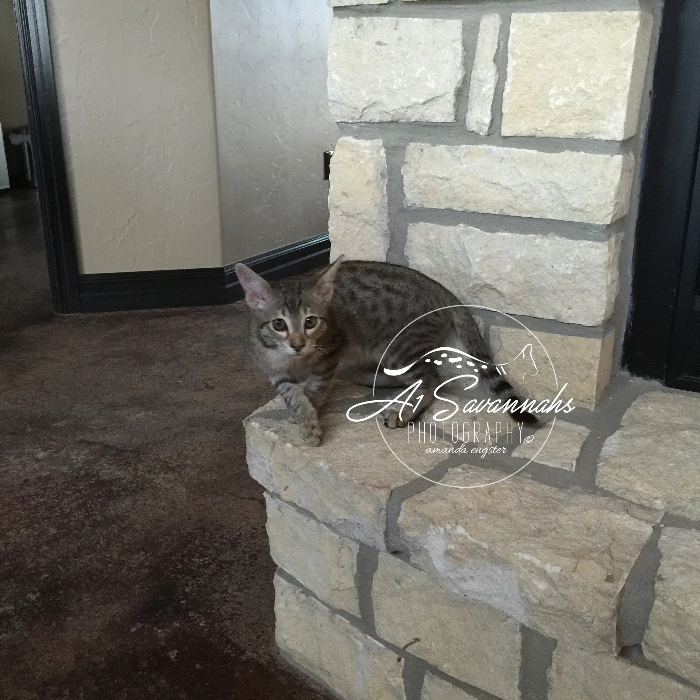 A1Savannahs Axton F4 Male Savannah Kitten