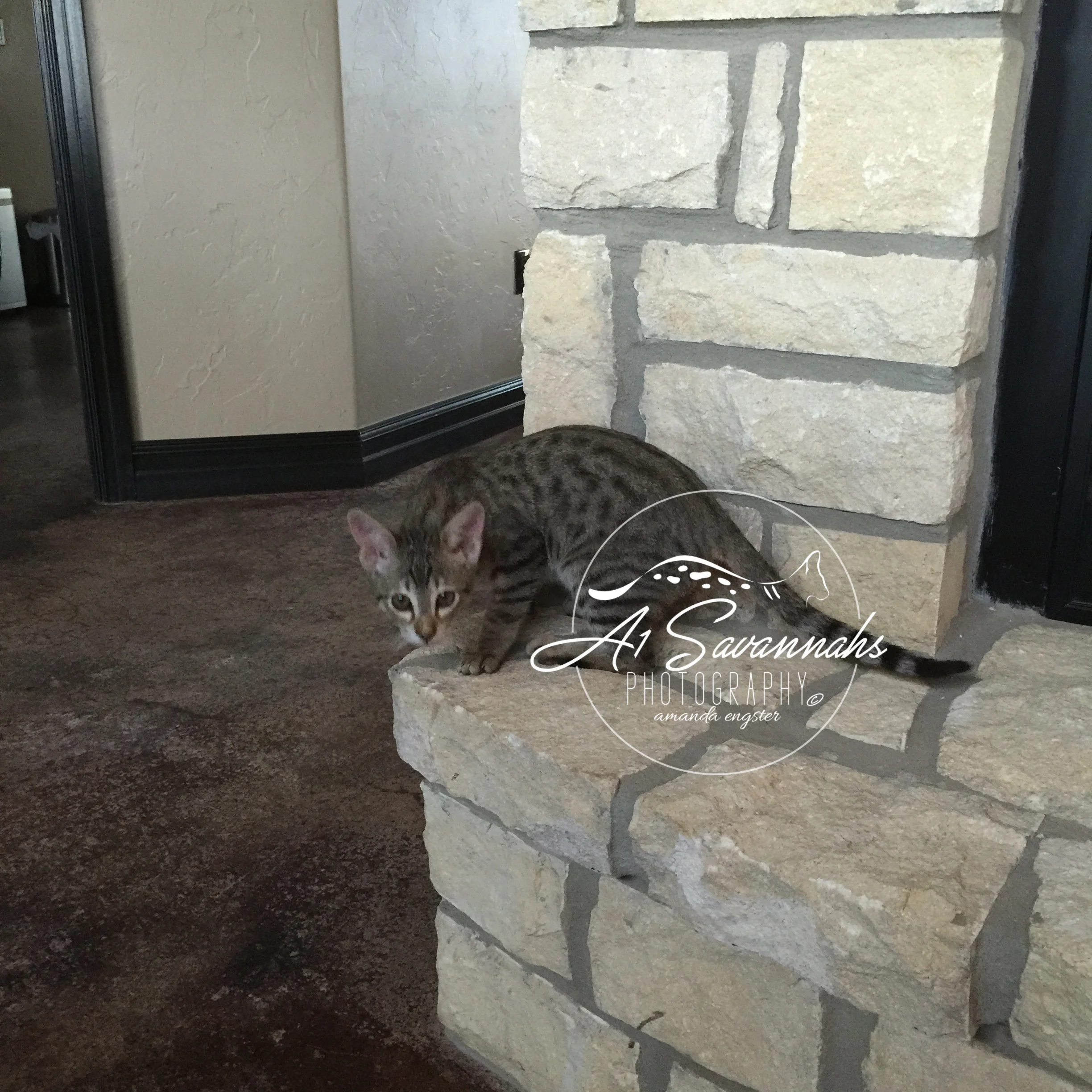 A1Savannahs Axton F4 Male Savannah Kitten
