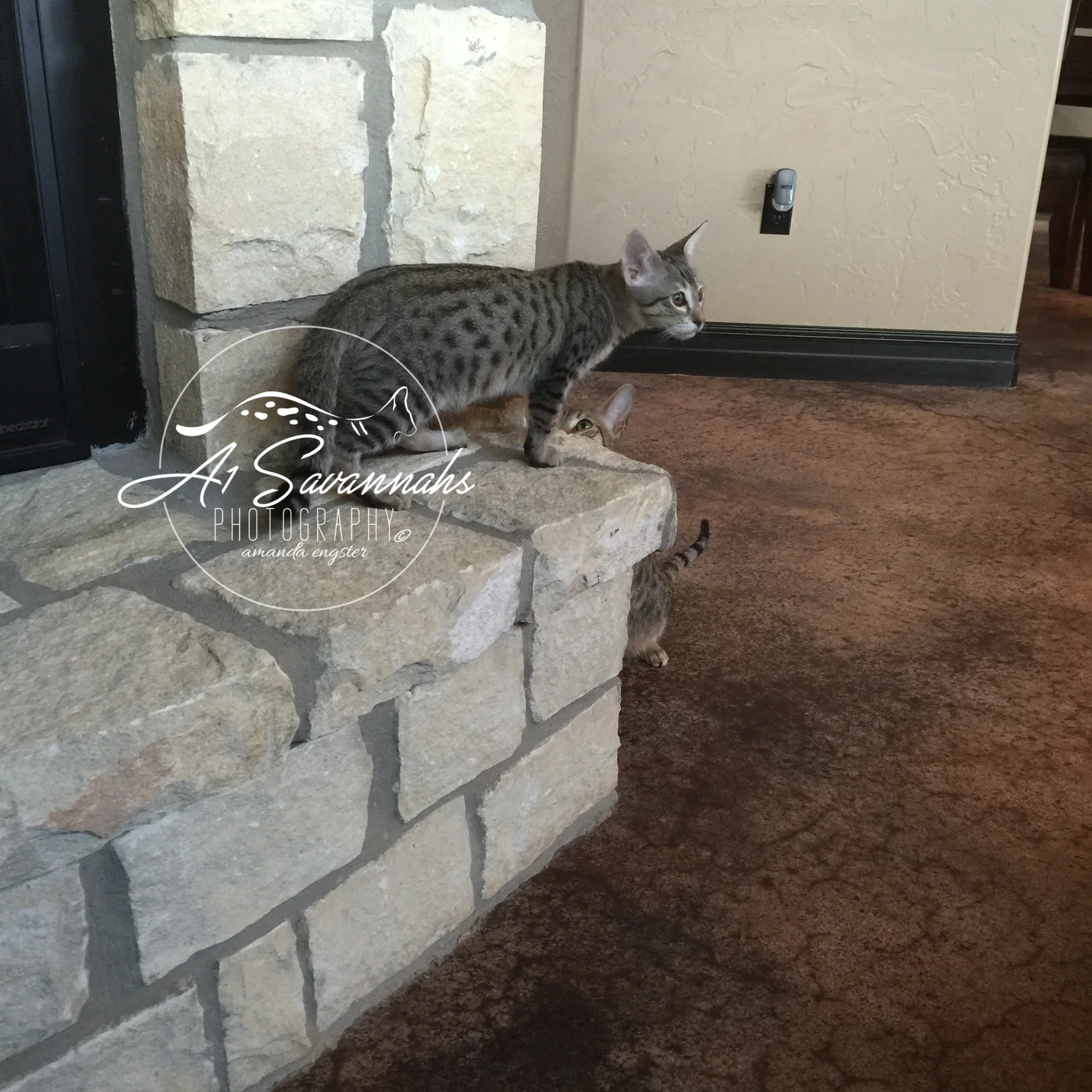 A1Savannahs Axton F4 Male Savannah Kitten