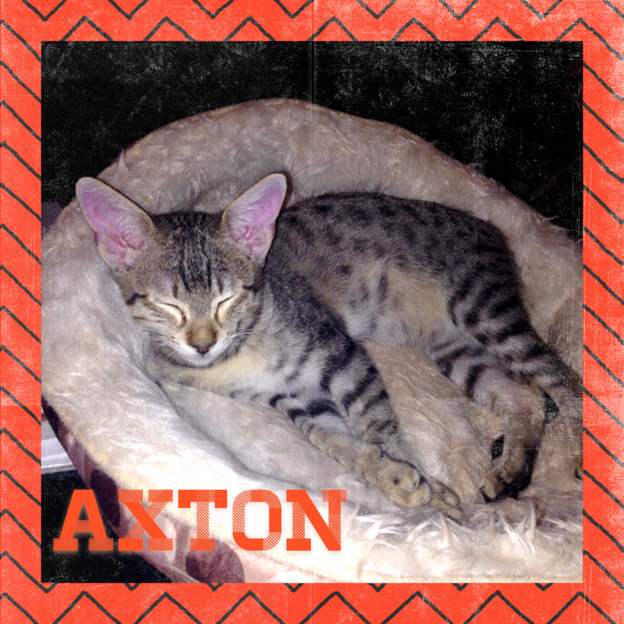A1Savannahs Axton F4 Male Savannah Kitten