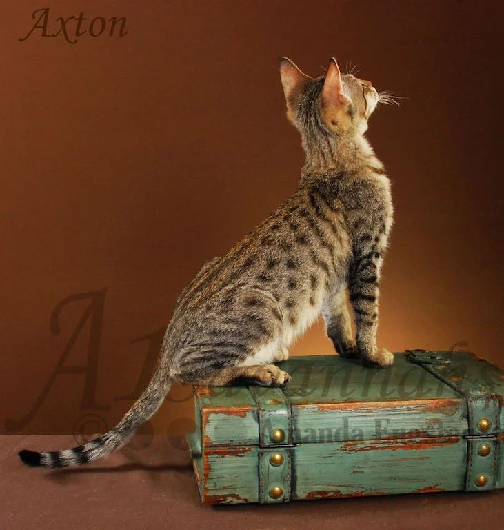 A1Savannahs Axton F4 Male Savannah Kitten
