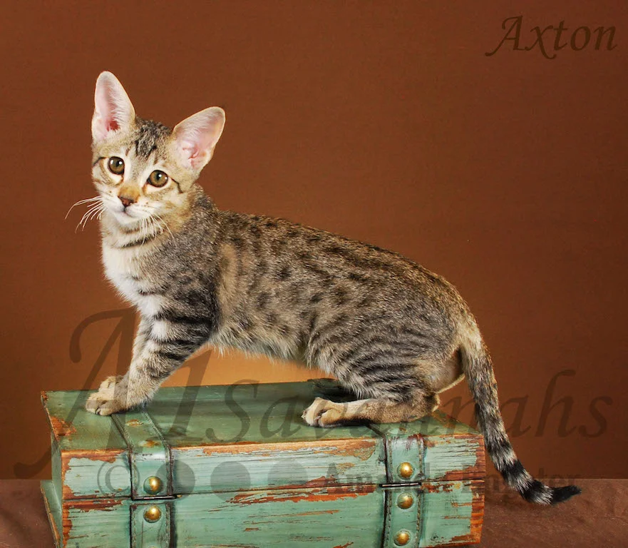 A1Savannahs Axton F4 Male Savannah Kitten