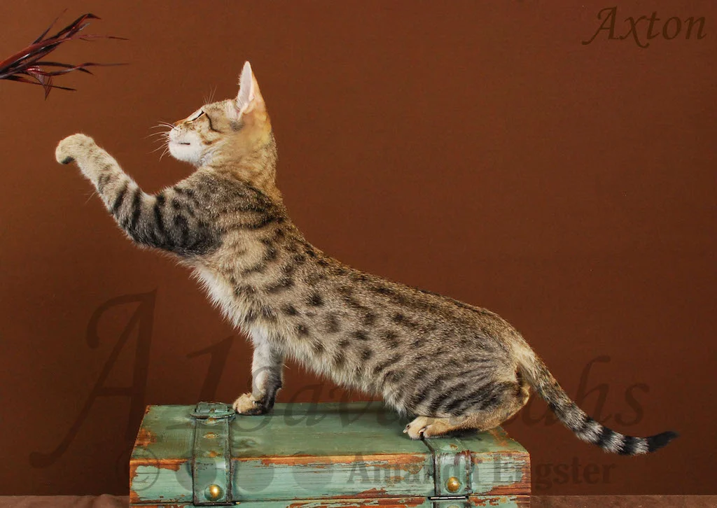 A1Savannahs Axton F4 Male Savannah Kitten