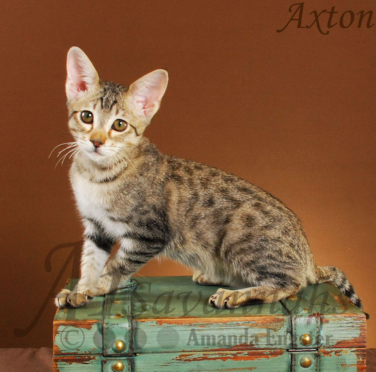 A1Savannahs Axton F4 Male Savannah Kitten