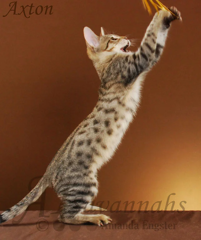 A1Savannahs Axton F4 Male Savannah Kitten