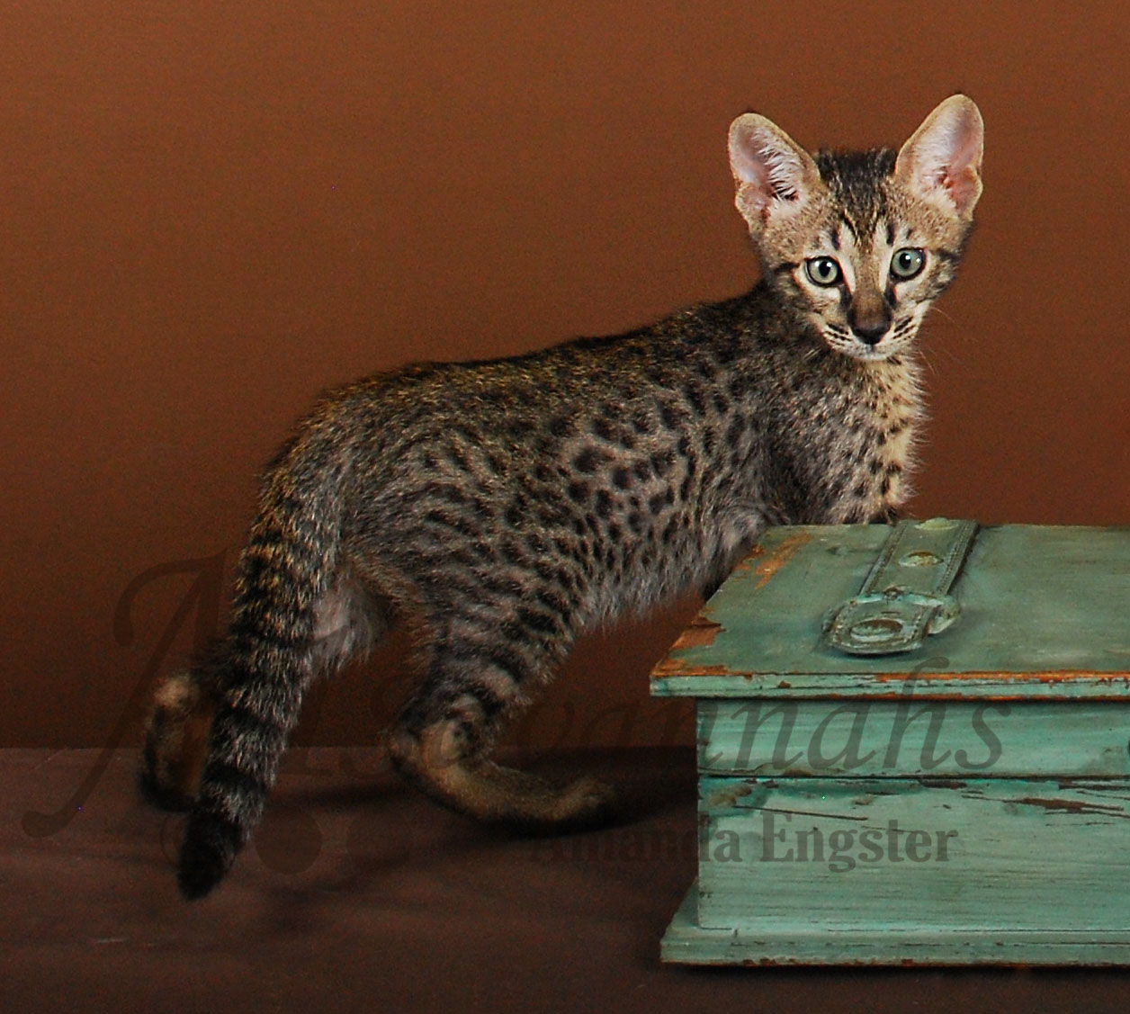 A1Savannahs Hunter SBT Male Savannah Kitten