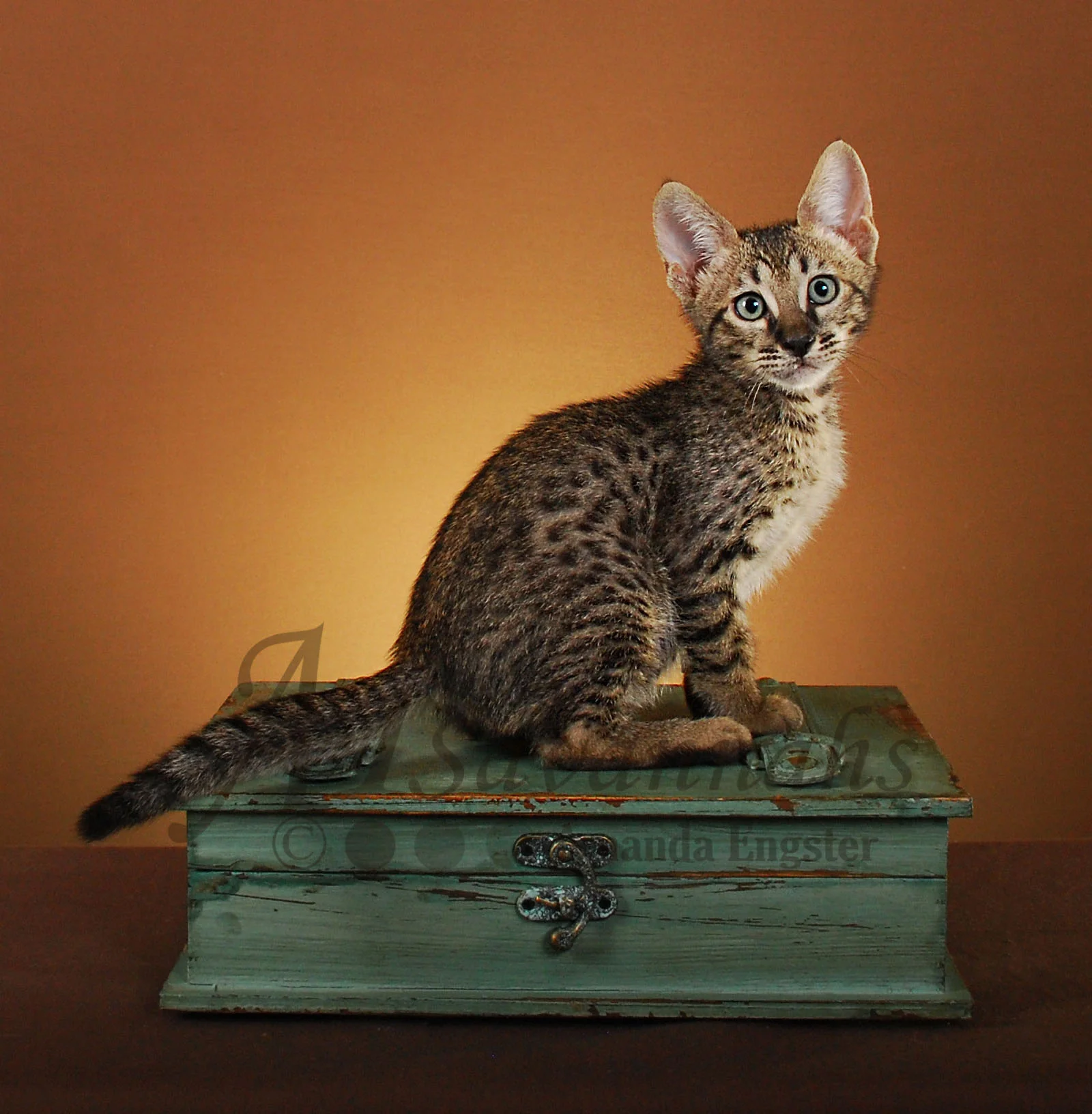 A1Savannahs Hunter SBT Male Savannah Kitten