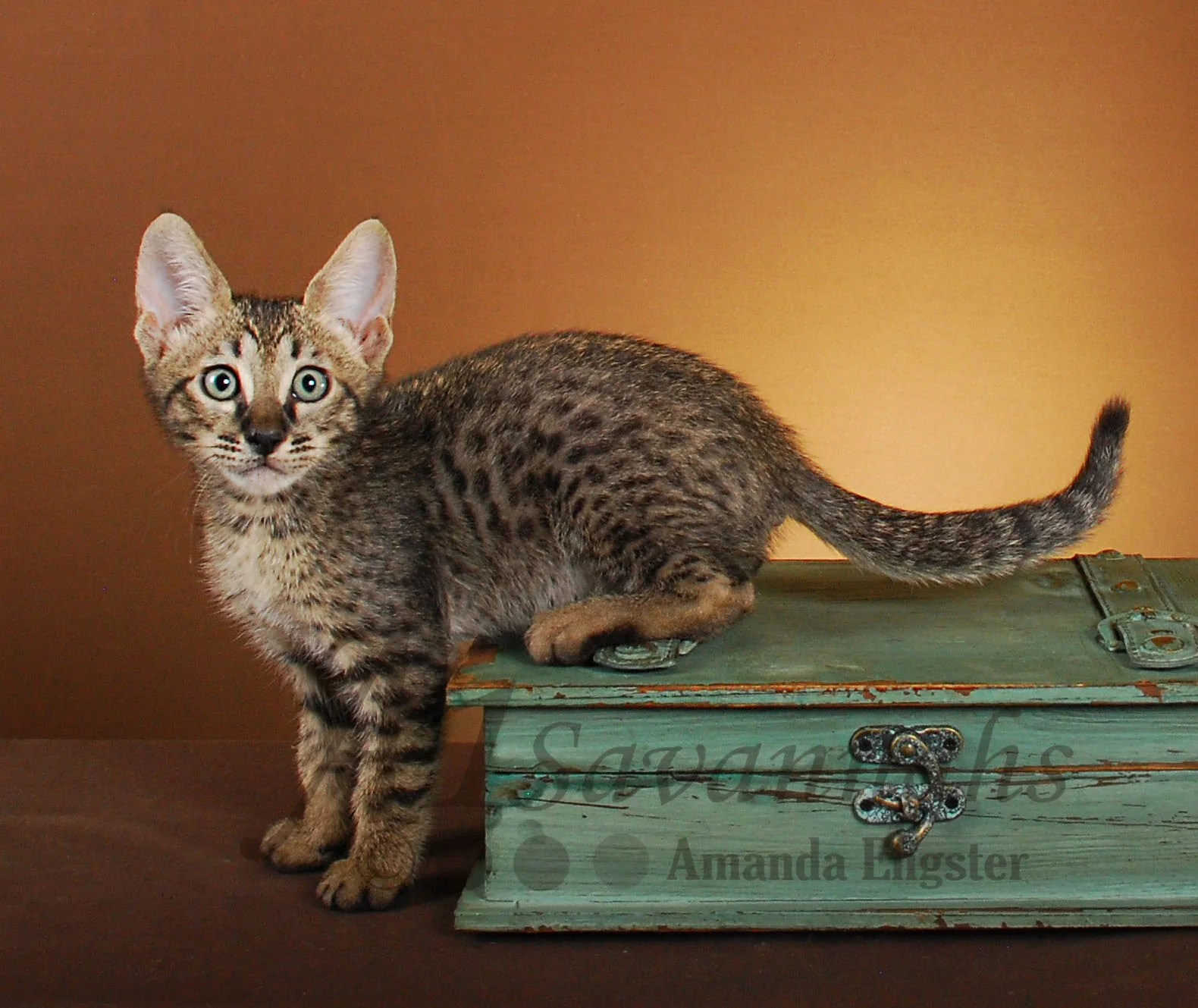 A1Savannahs Hunter SBT Male Savannah Kitten