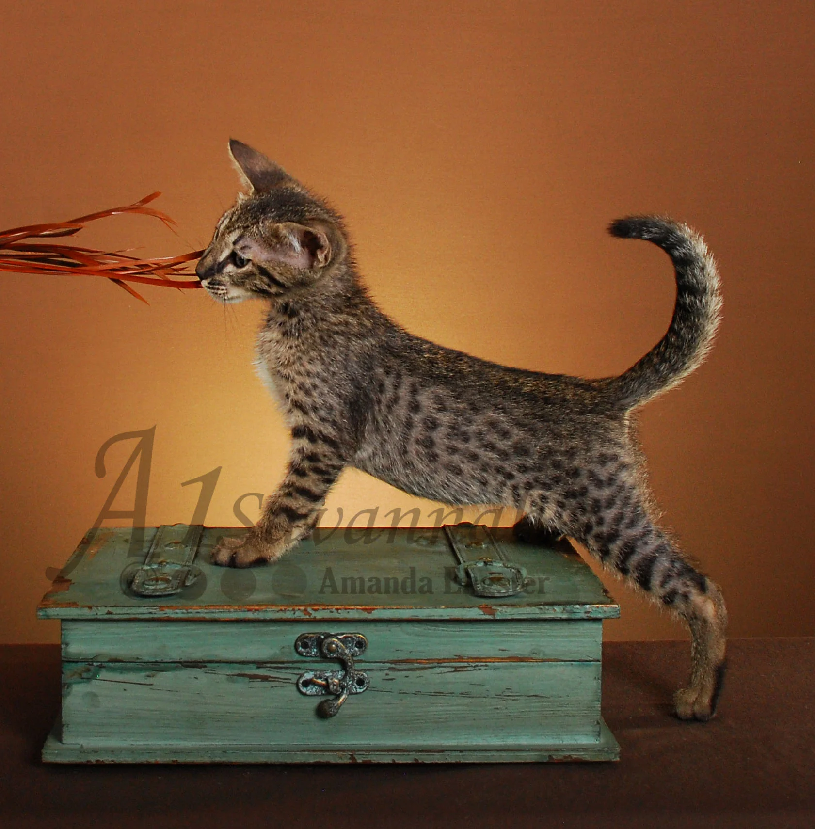 A1Savannahs Hunter SBT Male Savannah Kitten