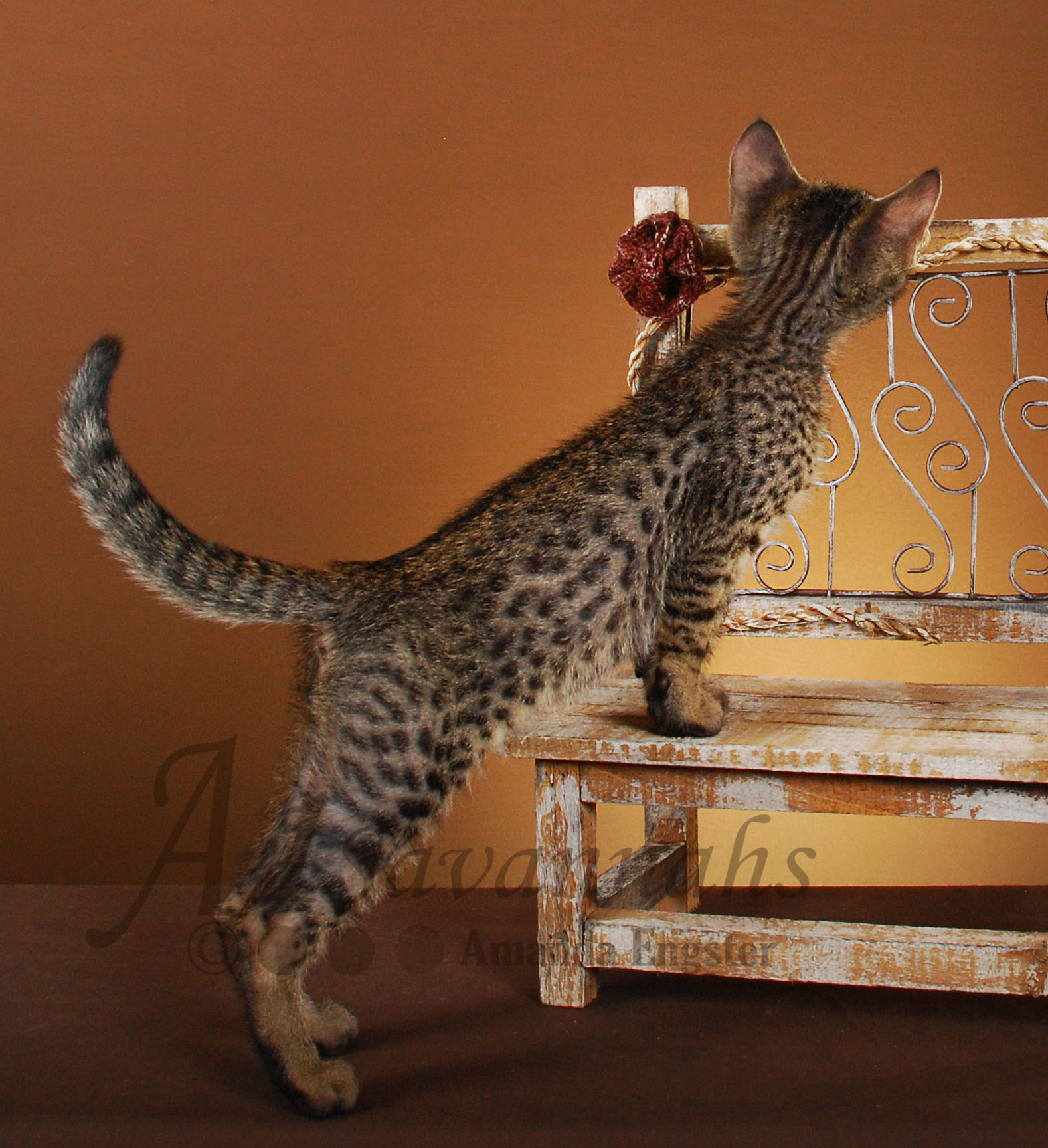 A1Savannahs Hunter SBT Male Savannah Kitten