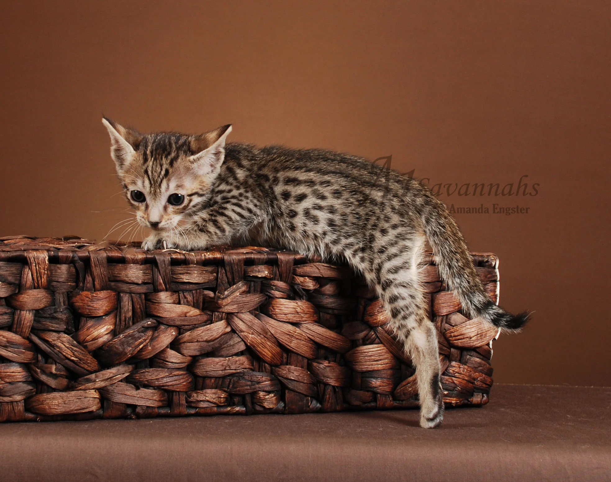 A1Savannahs Dillon F5 Male Savannah Kitten