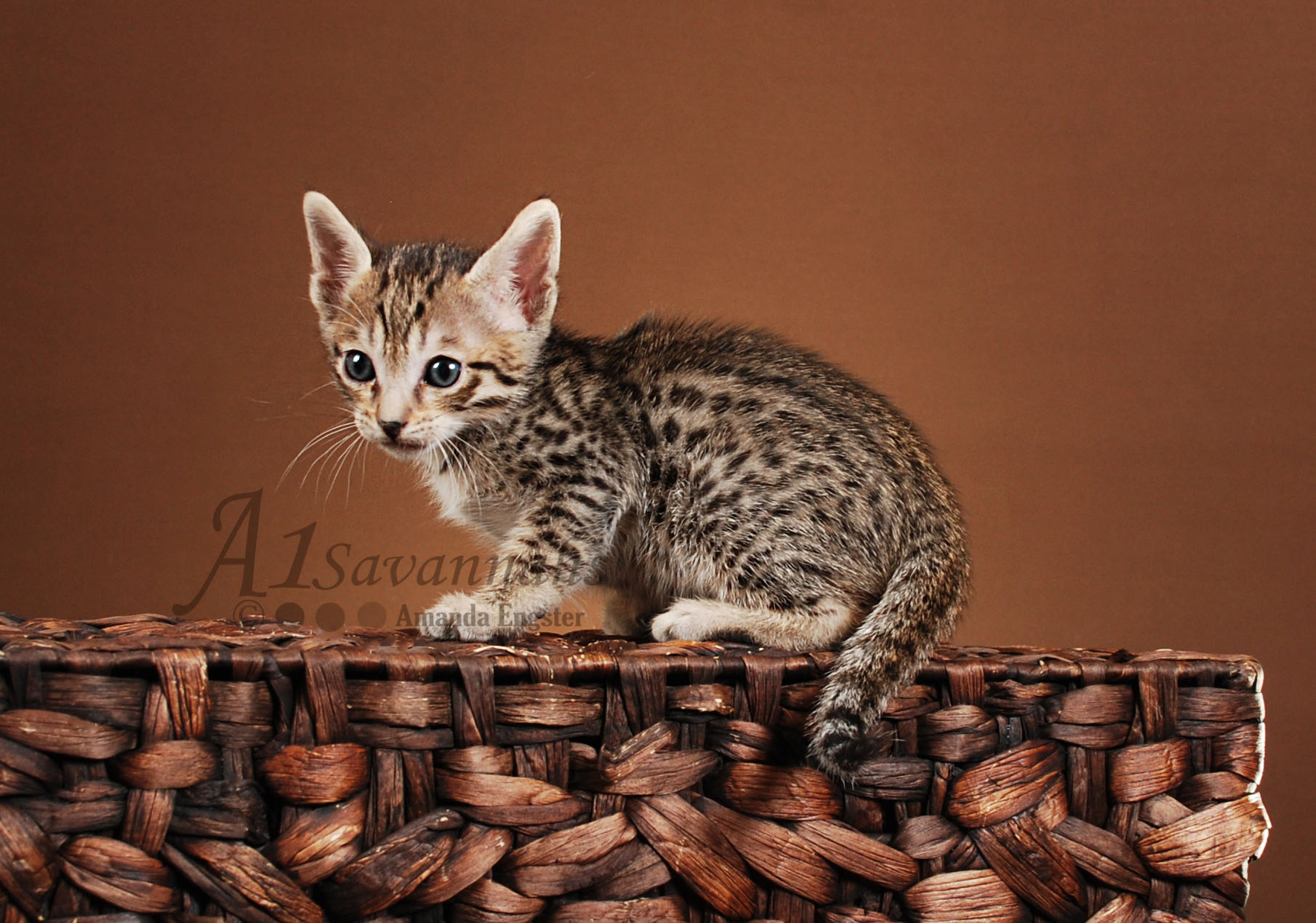 A1Savannahs Dillon F5 Male Savannah Kitten