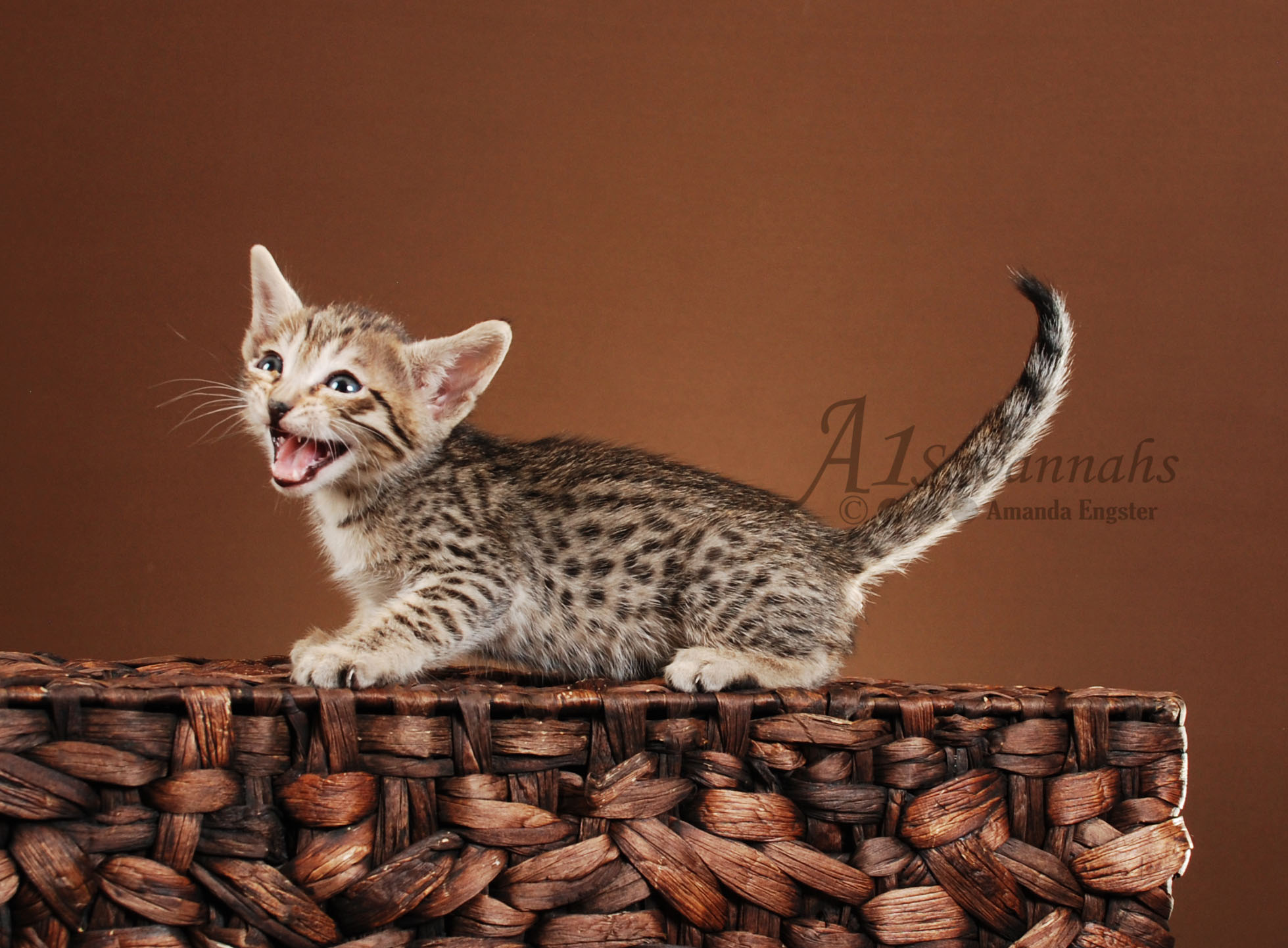 A1Savannahs Dillon F5 Male Savannah Kitten