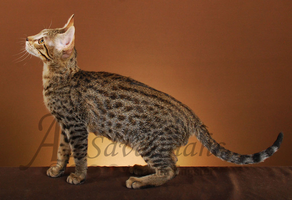 A1Savannahs Dillon F5 Male Savannah Kitten