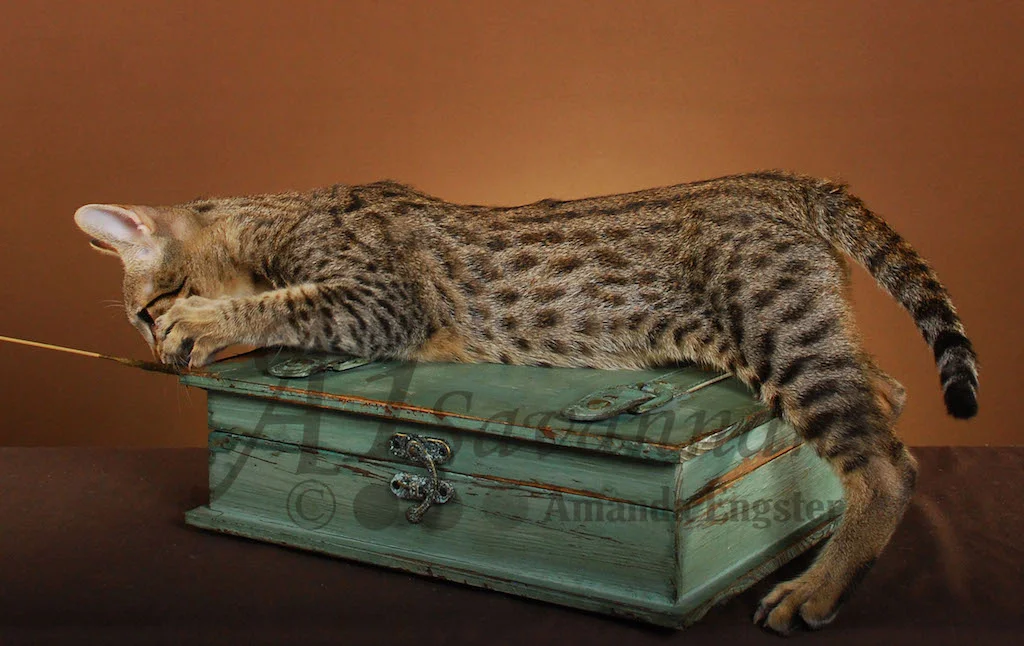 A1Savannahs Dillon F5 Male Savannah Kitten