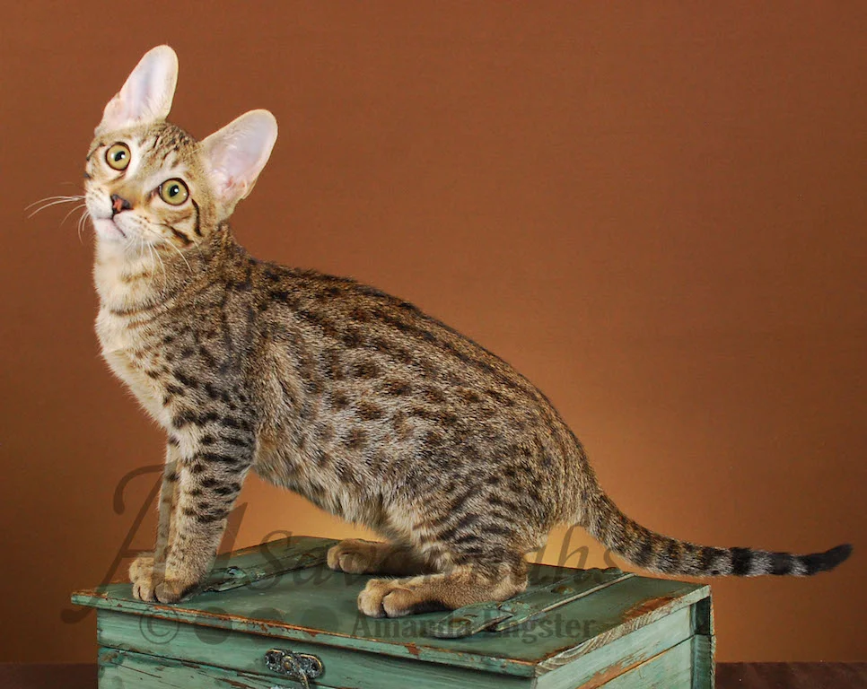 A1Savannahs Dillon F5 Male Savannah Kitten