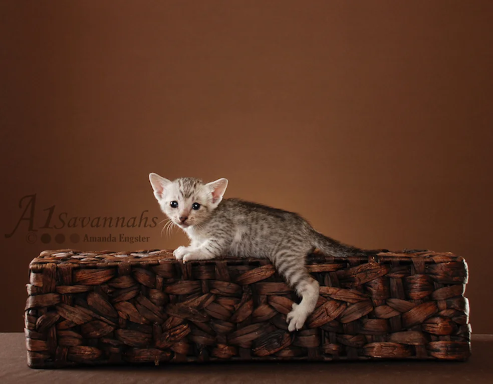 A1Savannahs Tiffany SBT Female Savannah Kitten