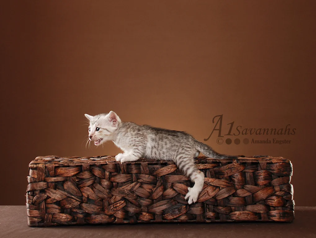 A1Savannahs Tiffany SBT Female Savannah Kitten