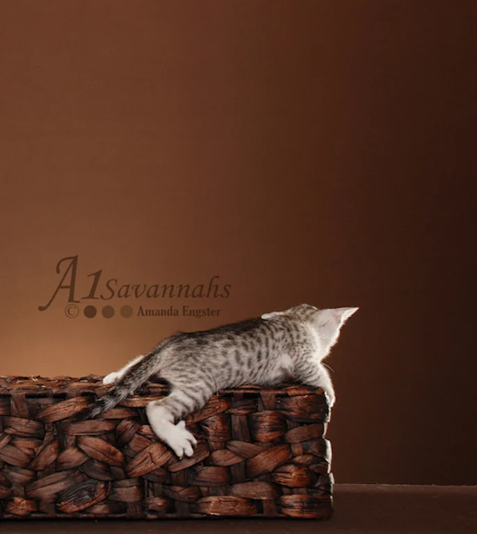 A1Savannahs Tiffany SBT Female Savannah Kitten