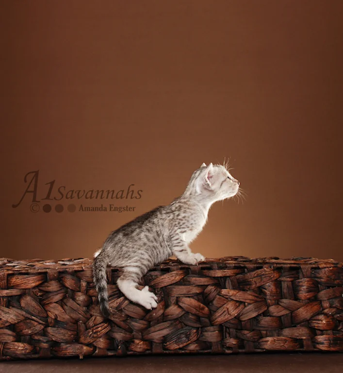 A1Savannahs Tiffany SBT Female Savannah Kitten