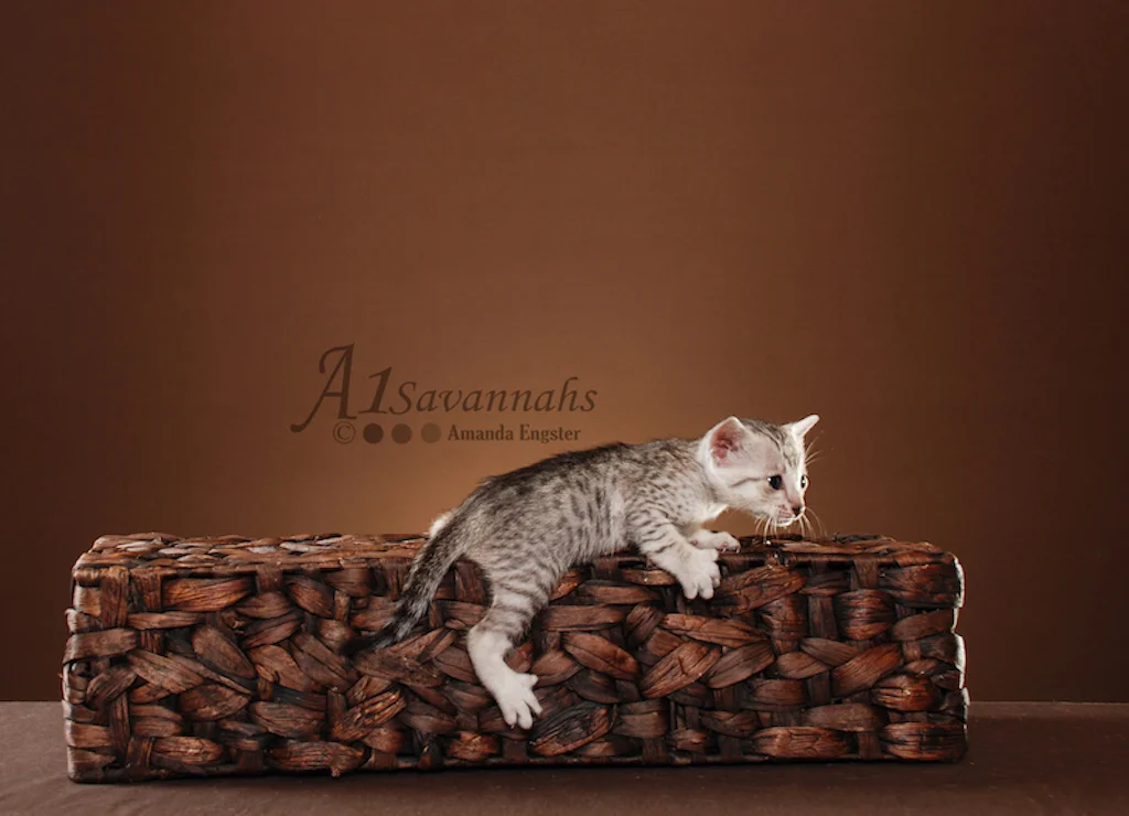 A1Savannahs Tiffany SBT Female Savannah Kitten
