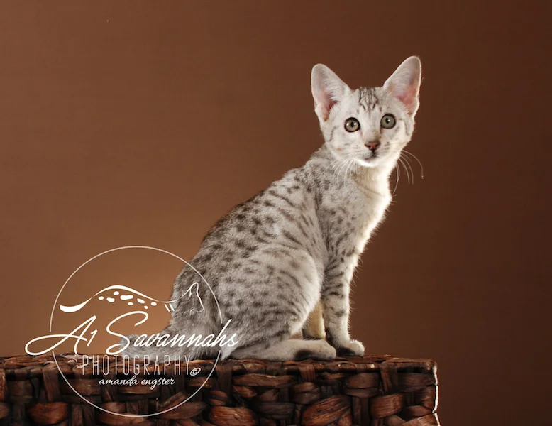 A1Savannahs Tiffany SBT Female Savannah Kitten