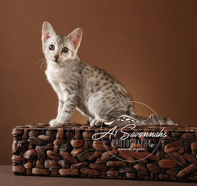 A1Savannahs Tiffany SBT Female Savannah Kitten