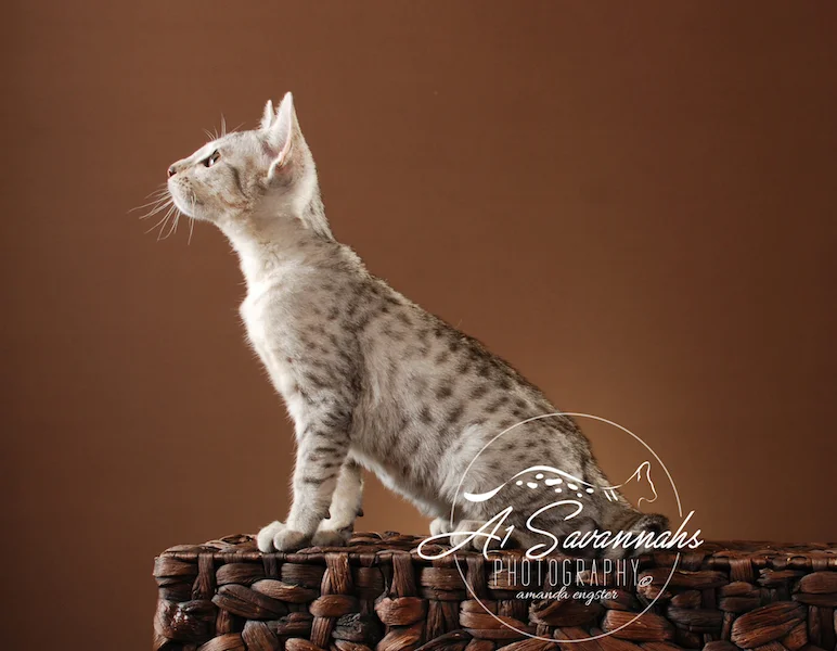 A1Savannahs Tiffany SBT Female Savannah Kitten