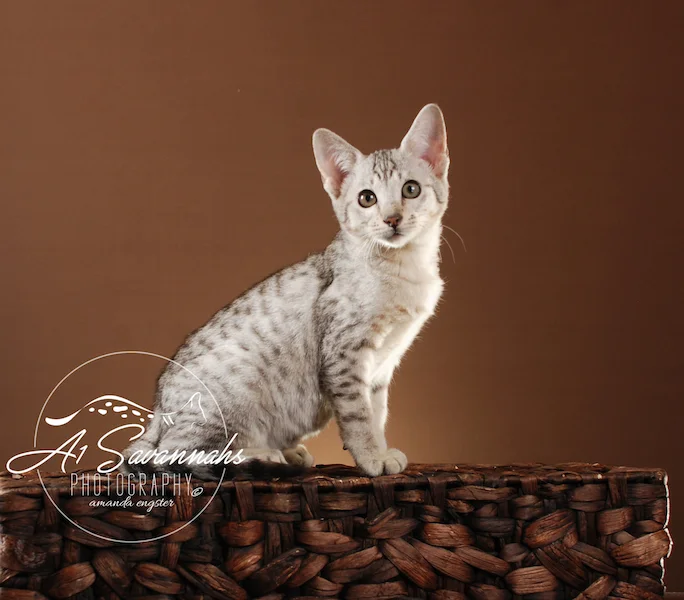 A1Savannahs Tiffany SBT Female Savannah Kitten