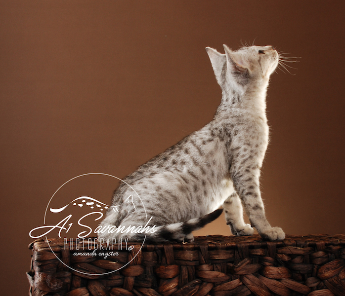 A1Savannahs Tiffany SBT Female Savannah Kitten