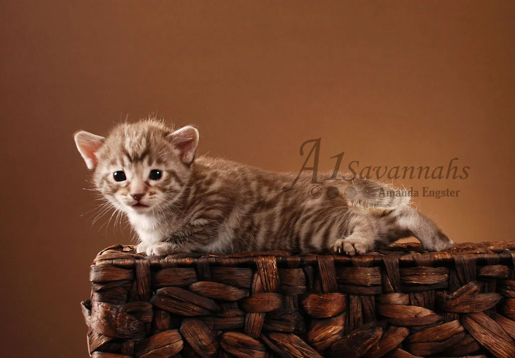 A1Savannahs Victoria F5 Female Savannah Kitten