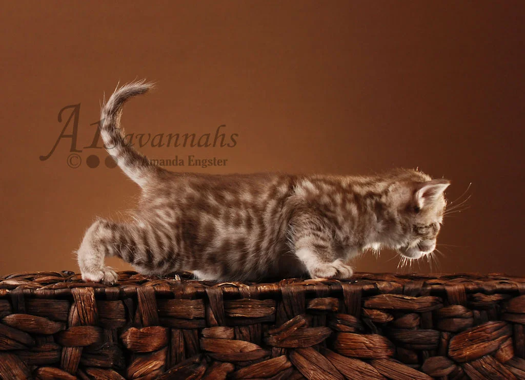 A1Savannahs Victoria F5 Female Savannah Kitten