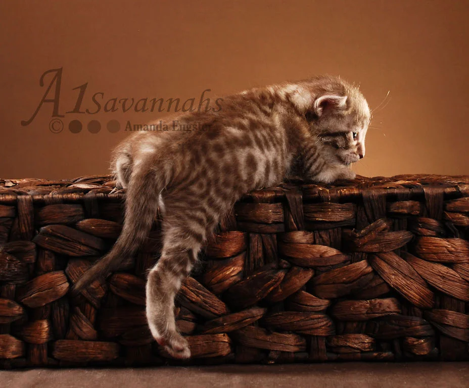 A1Savannahs Victoria F5 Female Savannah Kitten