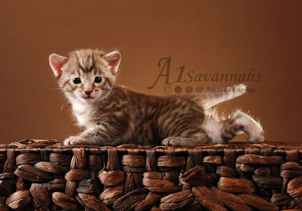 A1Savannahs Victoria F5 Female Savannah Kitten