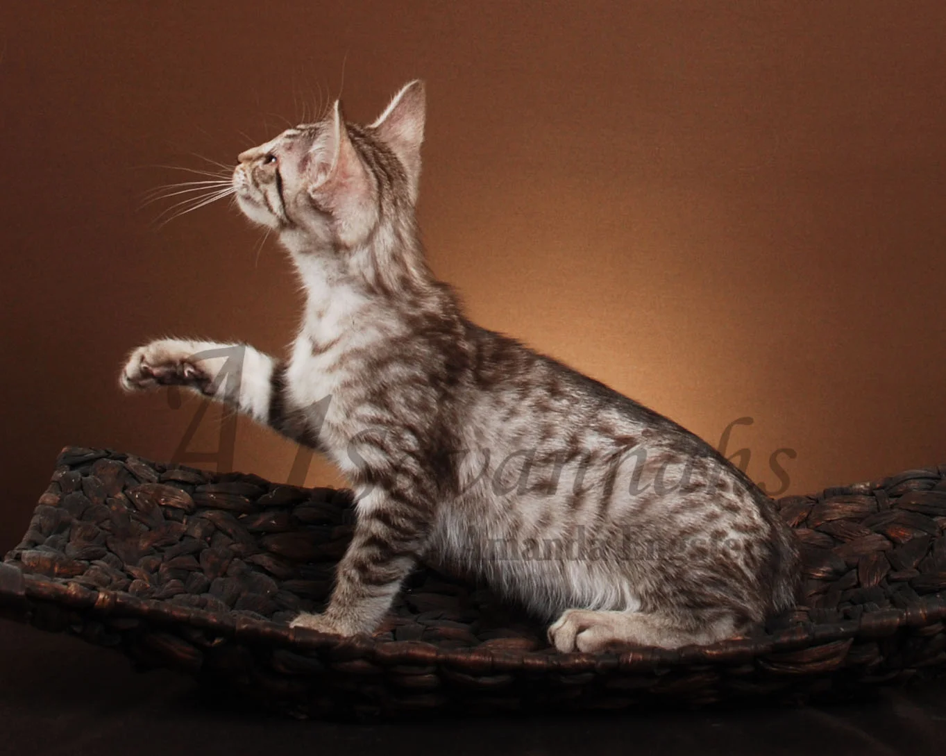 A1Savannahs Victoria F5 Female Savannah Kitten