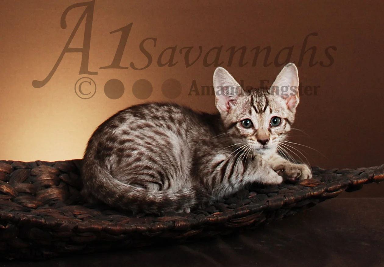 A1Savannahs Victoria F5 Female Savannah Kitten