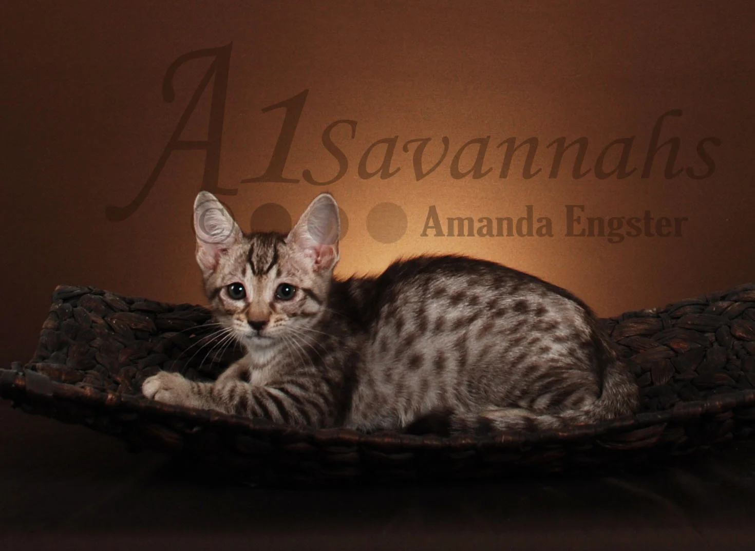 A1Savannahs Victoria F5 Female Savannah Kitten