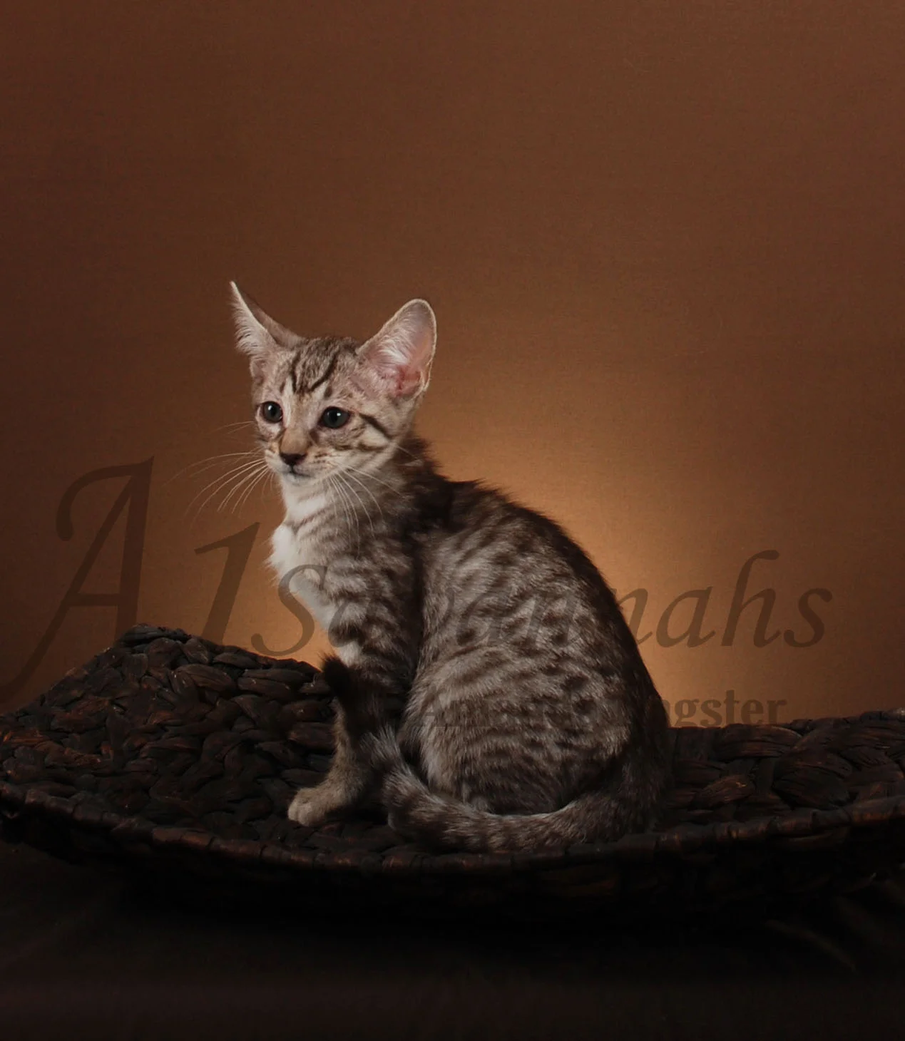 A1Savannahs Victoria F5 Female Savannah Kitten