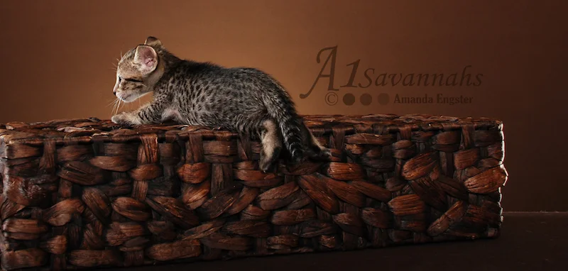 A1Savannahs Trinity SBT Female Savannah Kitten