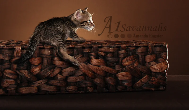 A1Savannahs Trinity SBT Female Savannah Kitten