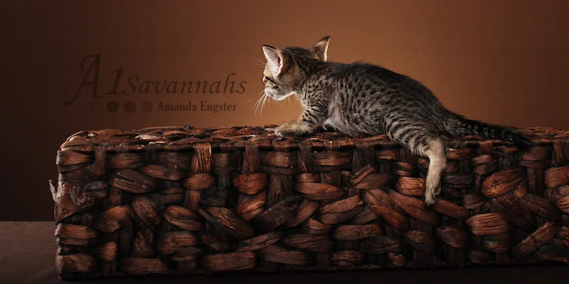 A1Savannahs Trinity SBT Female Savannah Kitten