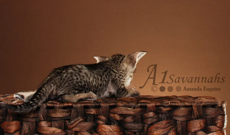 A1Savannahs Trinity SBT Female Savannah Kitten