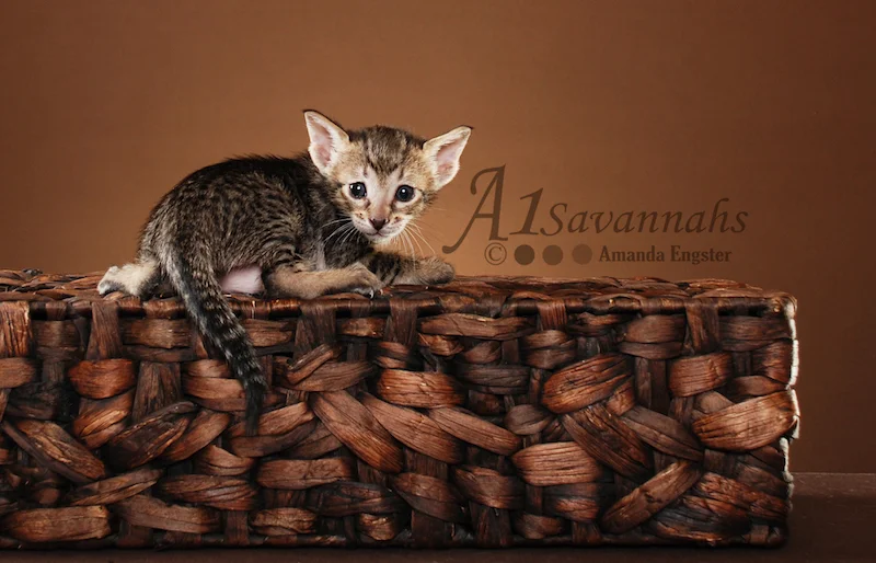 A1Savannahs Trinity SBT Female Savannah Kitten