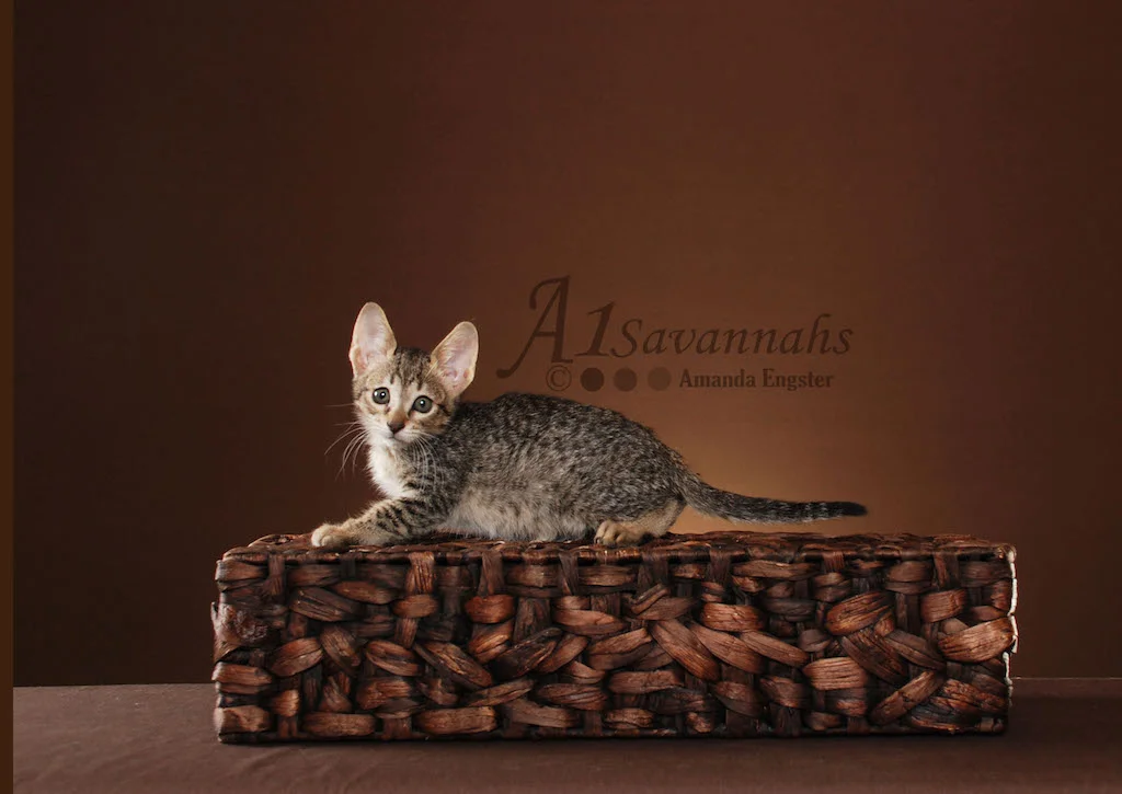 A1Savannahs Trinity SBT Female Savannah Kitten