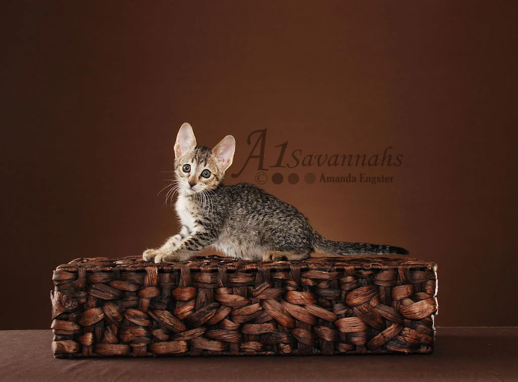 A1Savannahs Trinity SBT Female Savannah Kitten