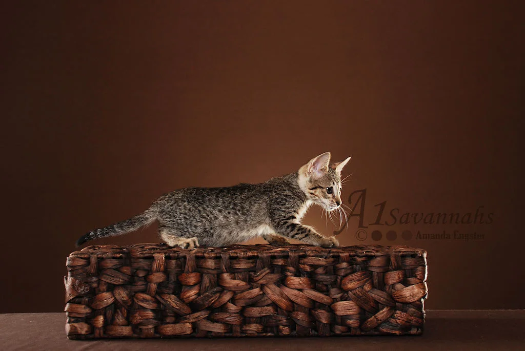 A1Savannahs Trinity SBT Female Savannah Kitten