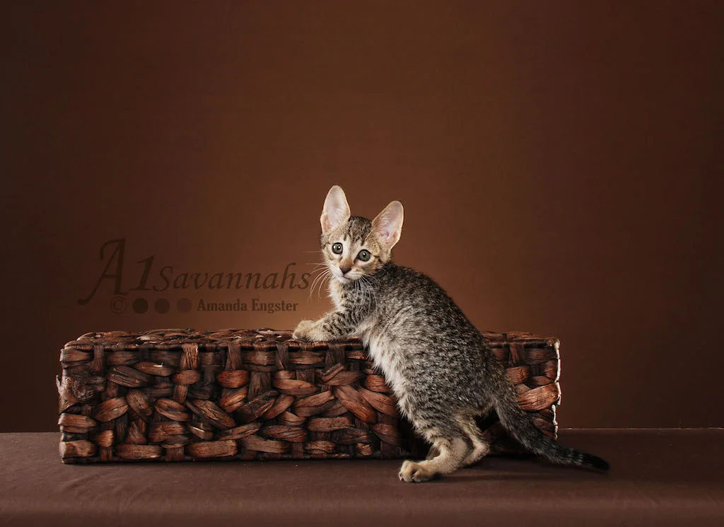 A1Savannahs Trinity SBT Female Savannah Kitten