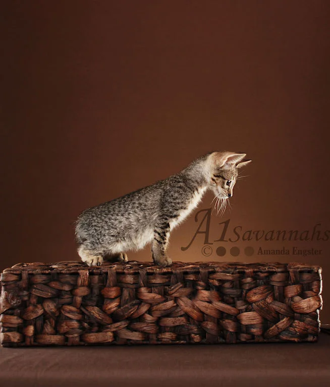 A1Savannahs Trinity SBT Female Savannah Kitten