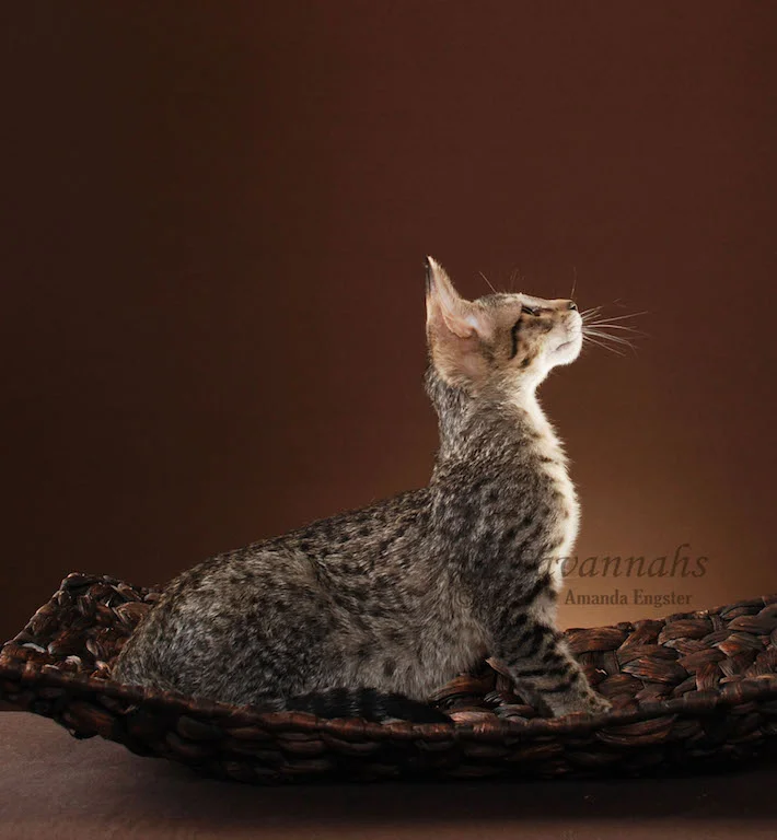 A1Savannahs Trinity SBT Female Savannah Kitten
