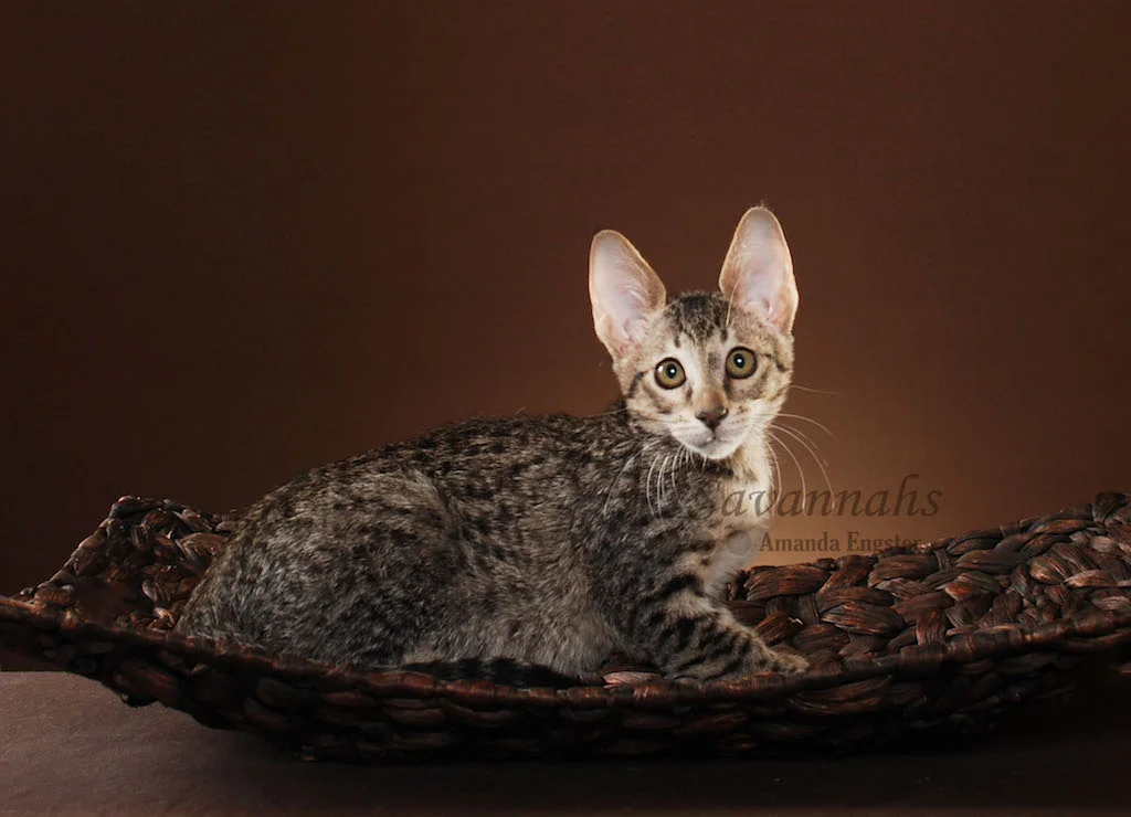 A1Savannahs Trinity SBT Female Savannah Kitten